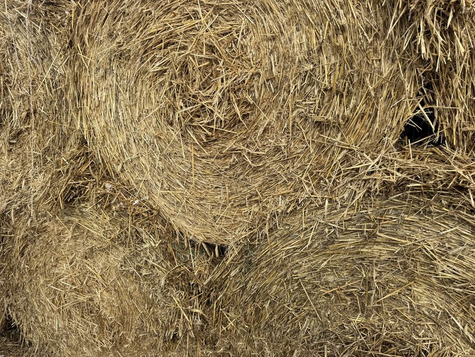 Słoma 130/140 pszenna pszenżyto