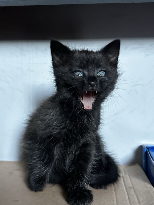 Кошеня дівчинка 2 місяці
