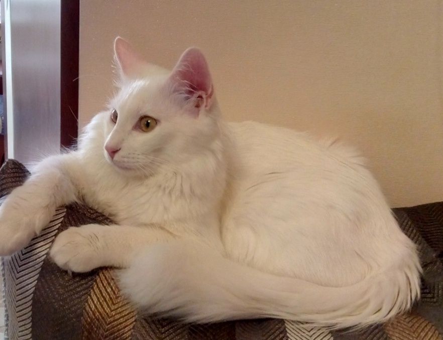 Зник котик!!! Допоможіть знайти!!!