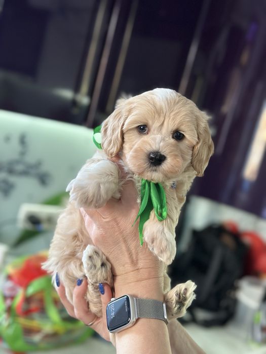 Мальтипу мальчишка