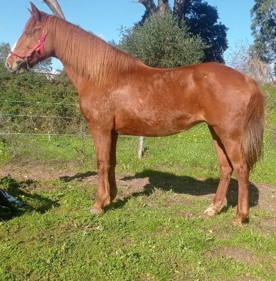 Pra venda égua com 8 anos mansa montada e engatada