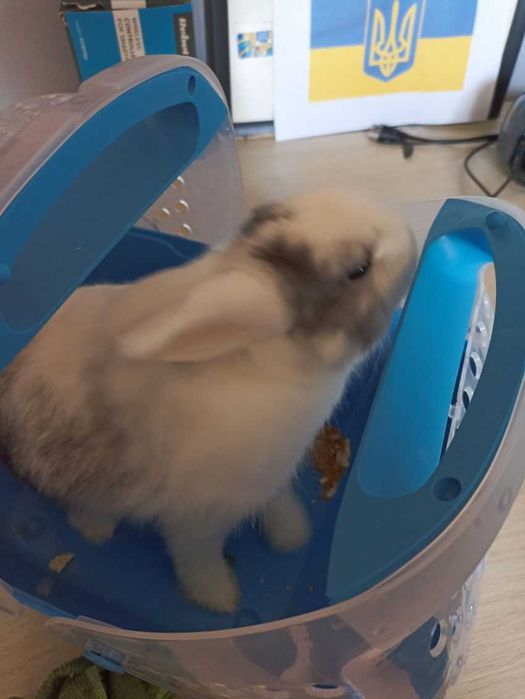 Sprzedam królika wraz z wyposażeniem