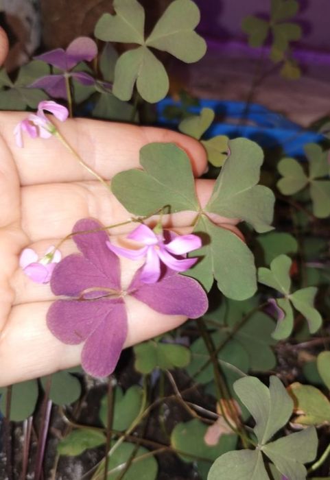 Оксалис (кислица) съедобный Oxalis vulcanicola "Plum crazy"," Zinfan