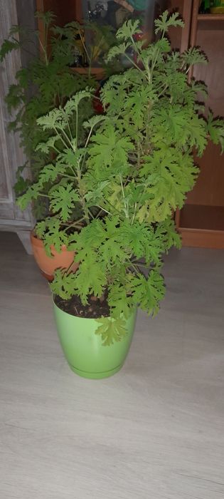 Anginka Geranium