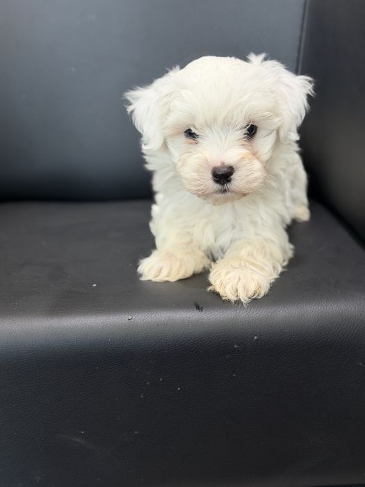 Bichon  Maltes menino