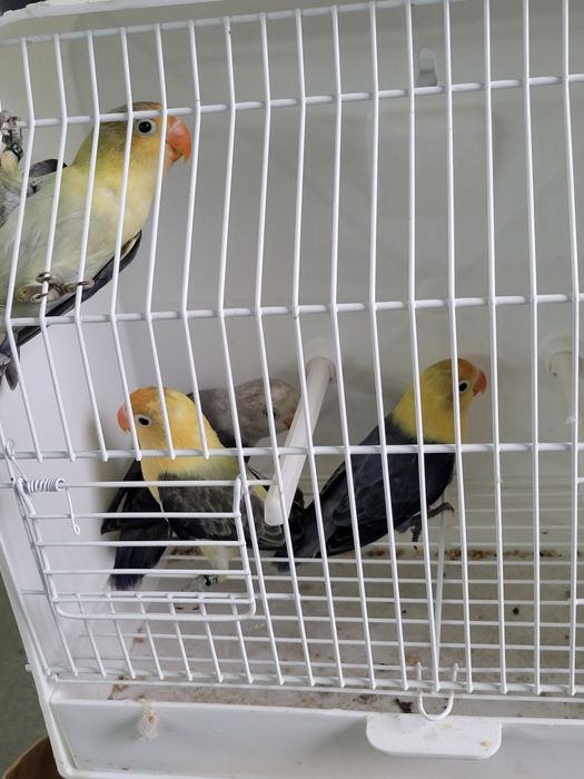 Aves para cedência