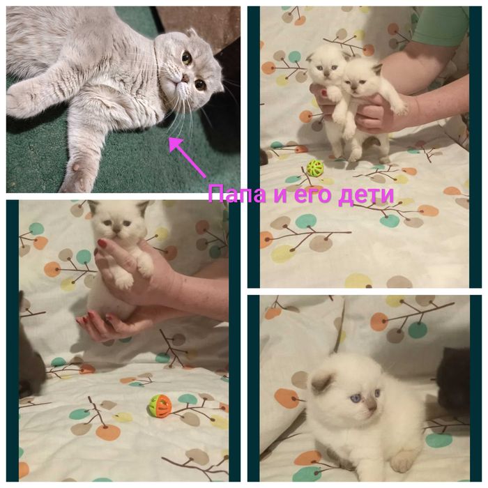Вязка Шотландский Кот