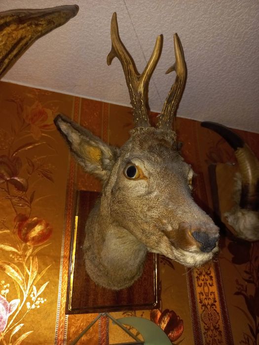 Чучело касули, совы, рога