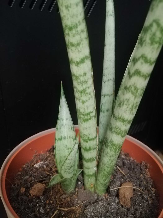 Sansevieria #Nadwyzka #Sprzedam