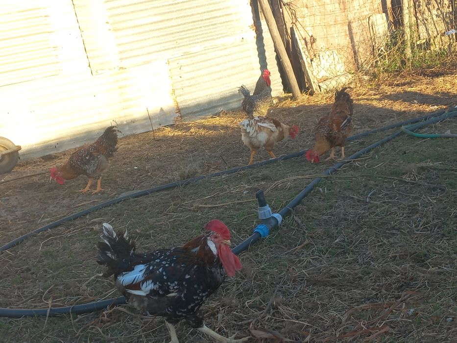 Vendo galos caseiros