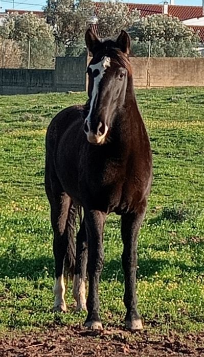 vendo égua 4 para 5 anos