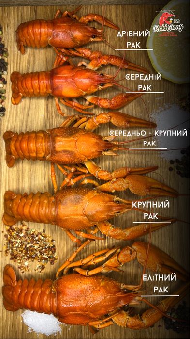 Живі раки в наявномті, краща ціна!