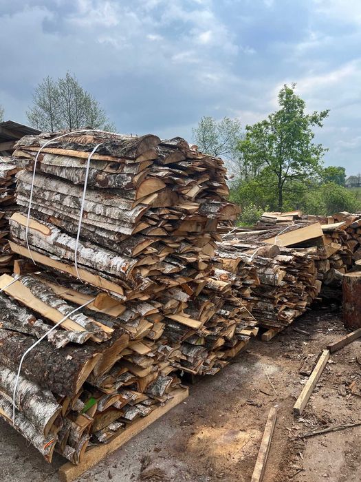 OPAŁ, ZRZYNY ,  dąb, sosna - 100 zł PROMOCJA