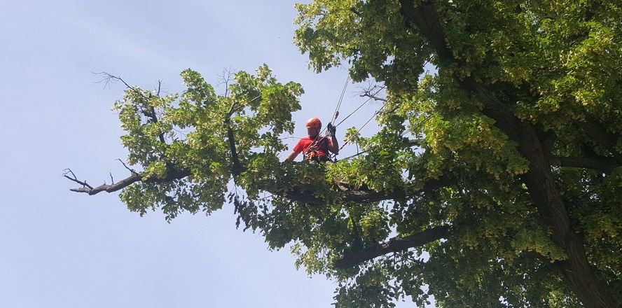 Wycinka drzew trudnych, bardzo trudnych. Pasym Nidzica Olsztyn