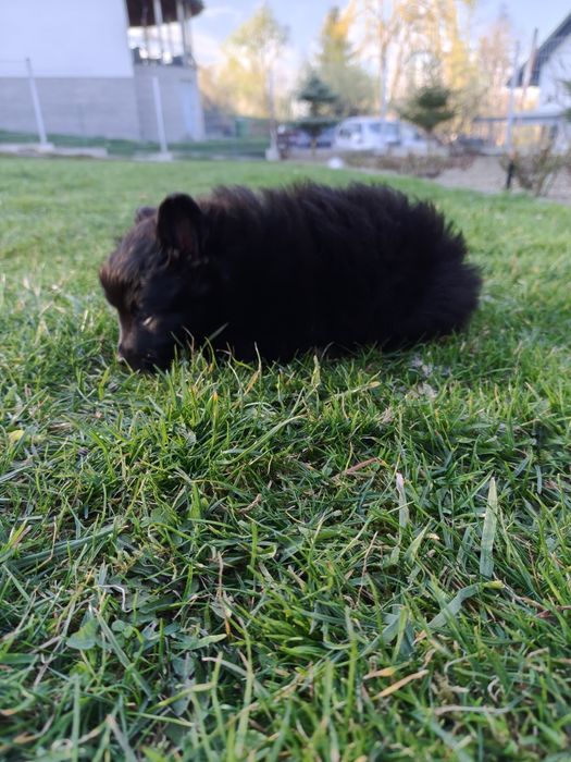 Szpic miniaturowy pomeranian