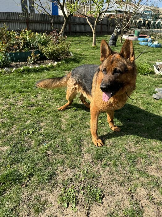 Щенята німецької вівчарки