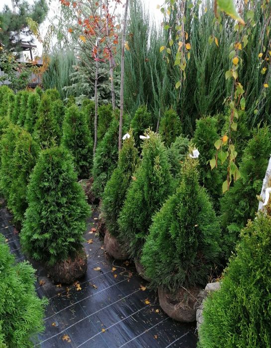 Приму бесплатно озеленение