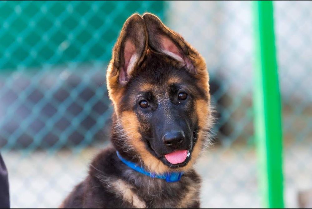 Щенок немецкой овчарки