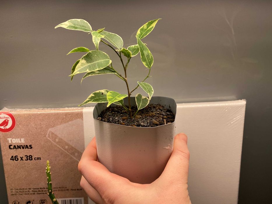 Fikus (Ficus) Benjamina Variegata 'Kinky' trzy kolory