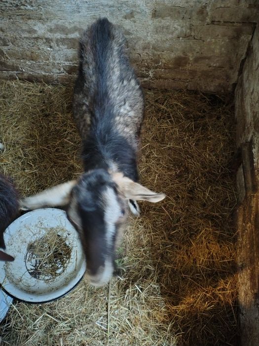 4 kozy i koziołek