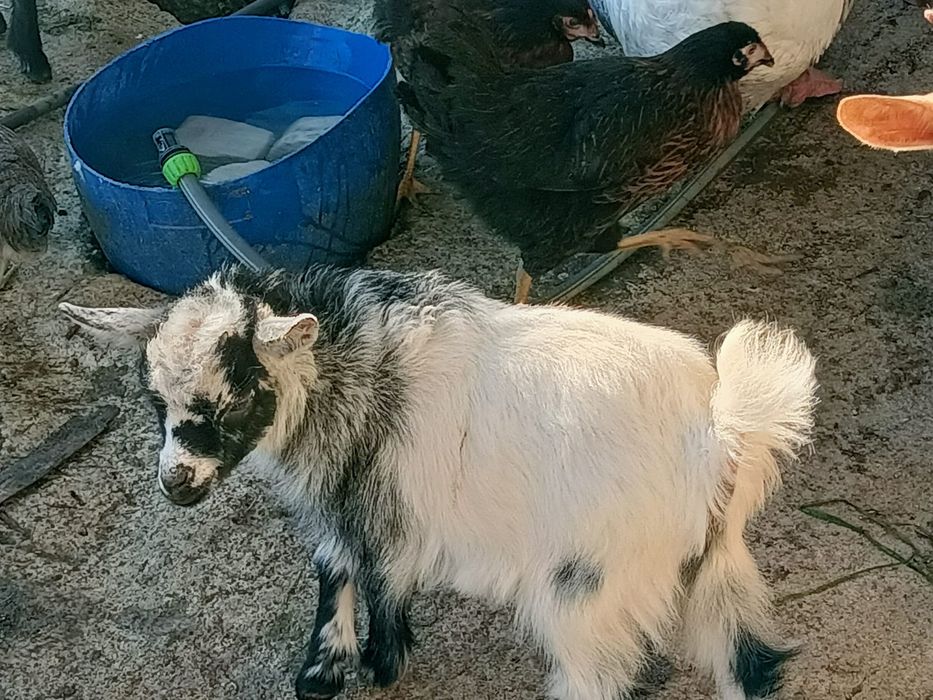 Vendo cabras/bodes anãos