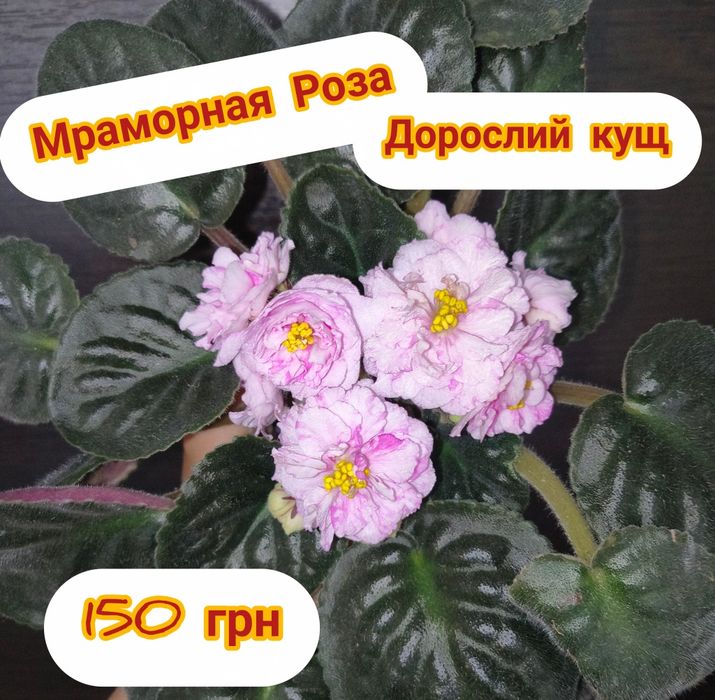 Квітучі сортові фіалки