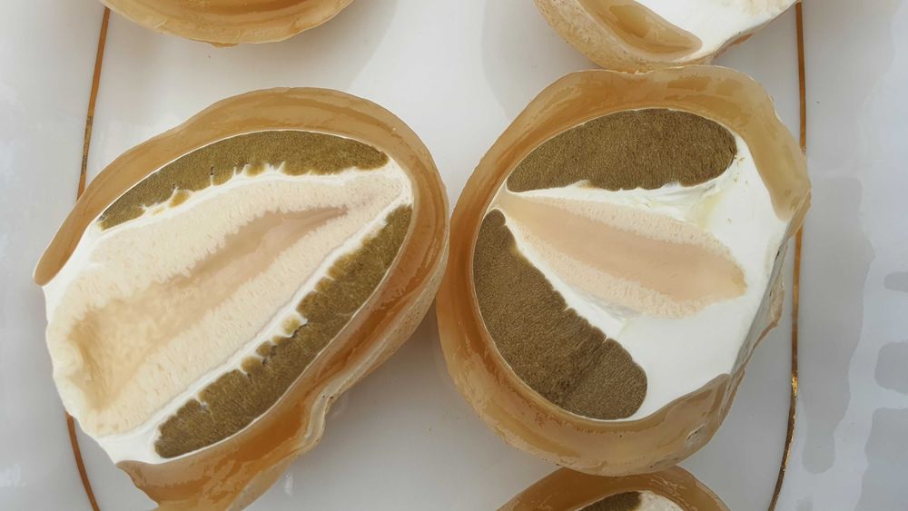 Sromotnik bezwstydny Phallus impudicus L.  smrodliwy jajo