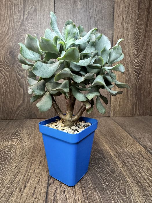 Грошове денево, сортове, колекційне, Crassula, Бонсай