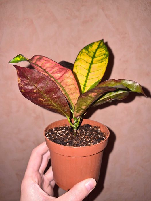 Кротон Місіс Айстон Codiaeum Mrs Iceton