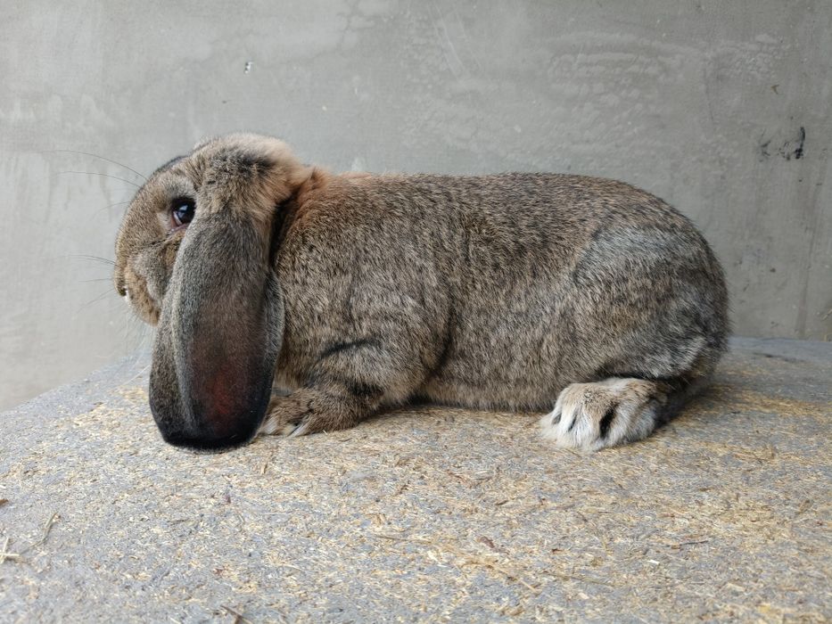 Francuski Baran Szary