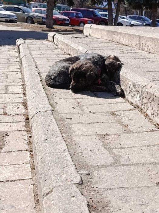 Дівчинка Джус в добрі руки