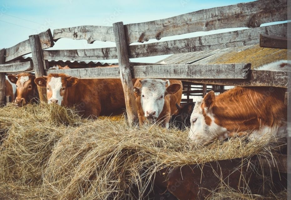 СЕНО для лошадей крс коз овец в тюках мешках дикорастущее сіно.