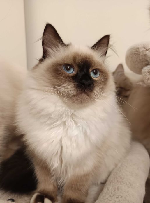 Kotka hodowlana Neva Masquerade