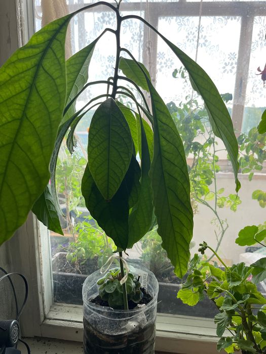 Авокадо з кісточки