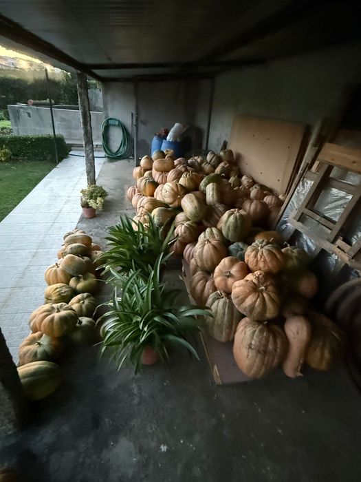 Abóboras de várias qualidades