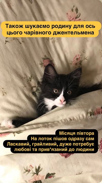 Кошеня в добрі руки