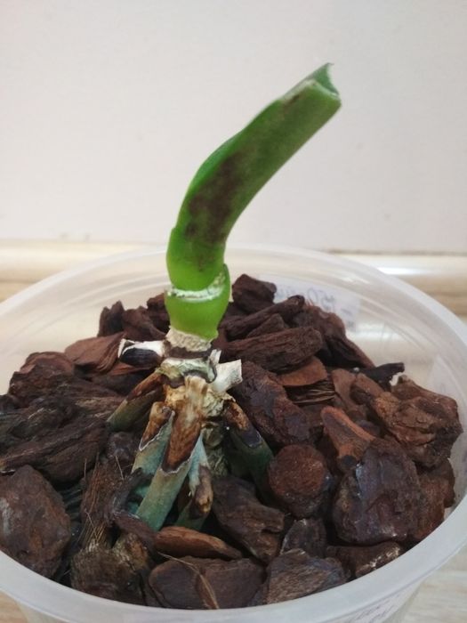 Орхидея фаленопсис Дикий кот, реанимашка