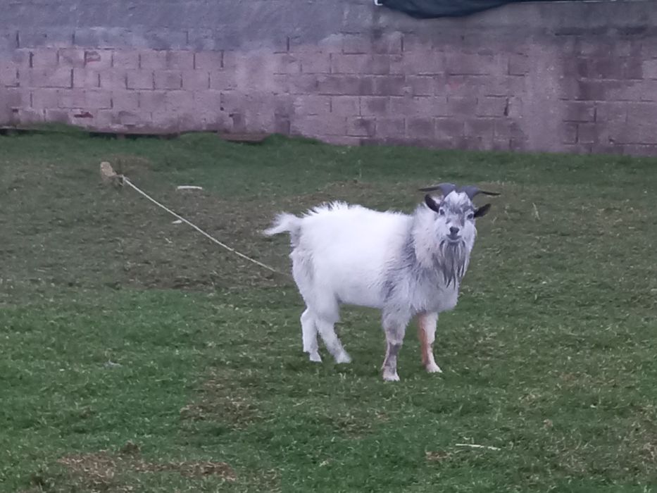 Cabras Anãs dóceis