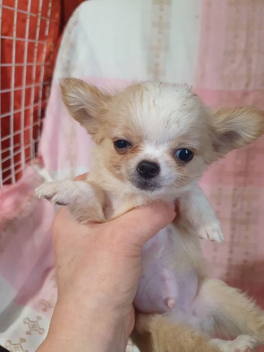 Кревовый мальчишка чишка