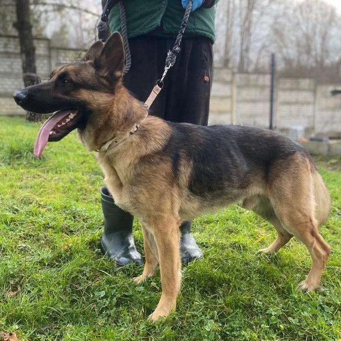 Młody owczarek do adopcji- Franek szuka domu