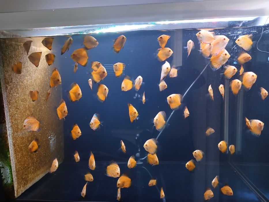 discus checkerboard