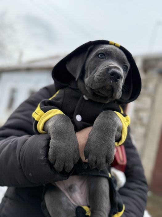 Кане Корсо мальчик