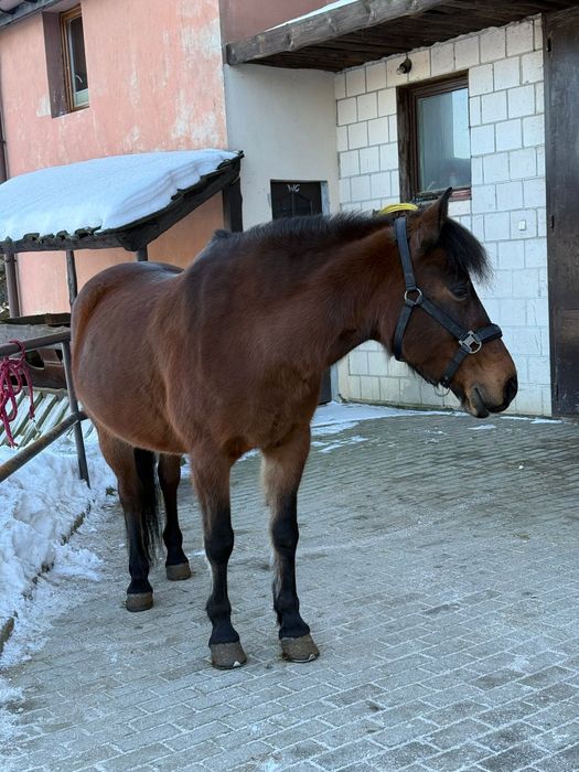 Sprzedam klacz huculską