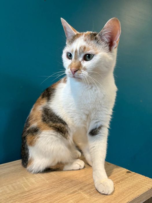 Slodziutka lidka szuka domu