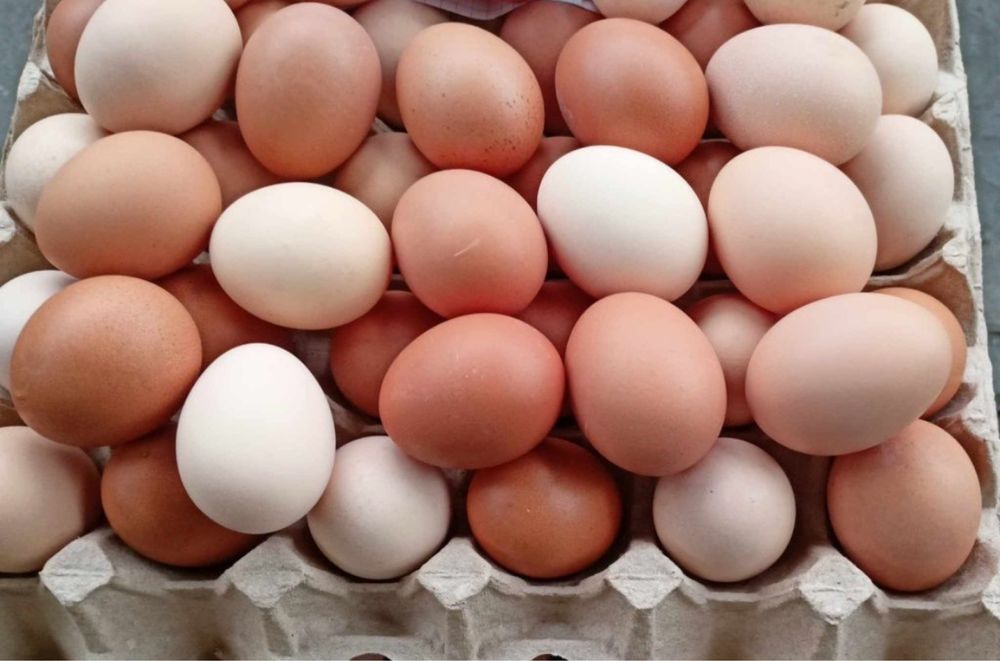 Jajka z wiejskiego chowu