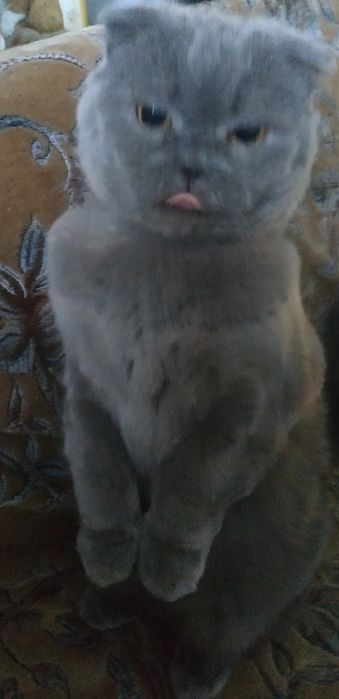 кіт Максімельян запрошує