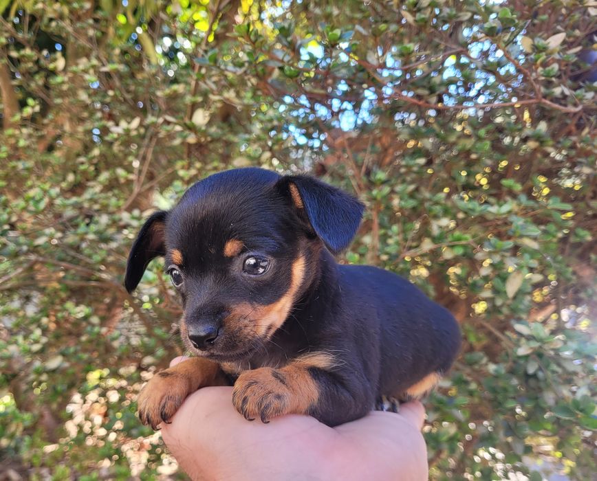 Pinscher mini femea