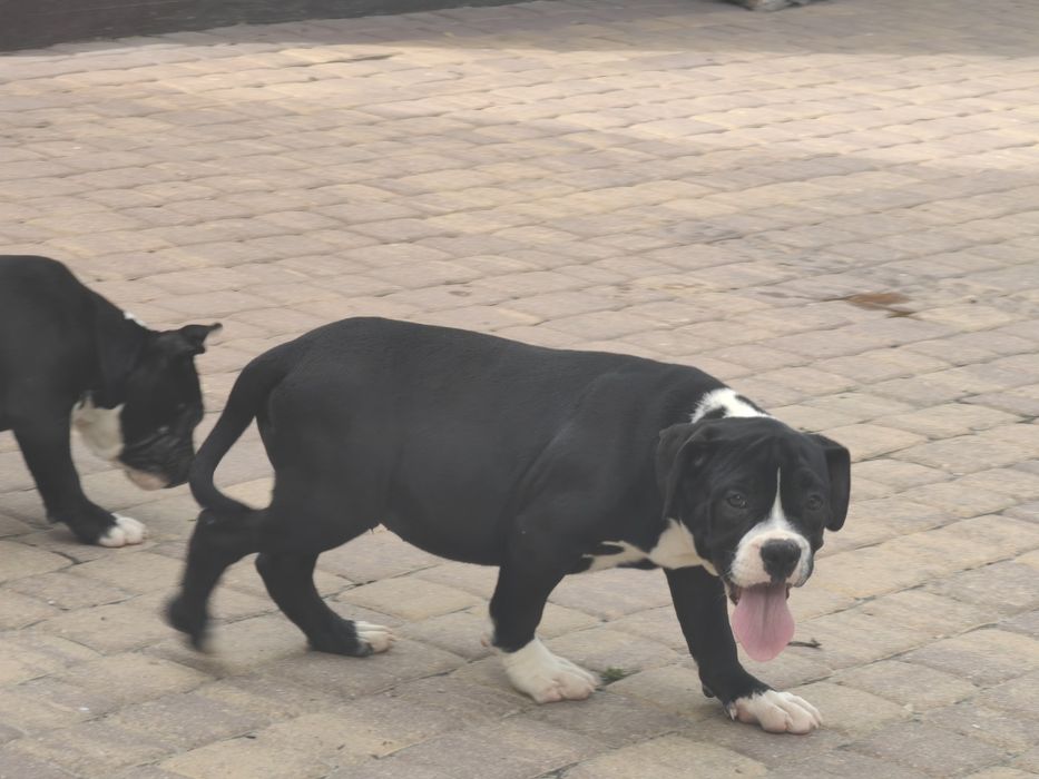 american bully szczenię z metryką