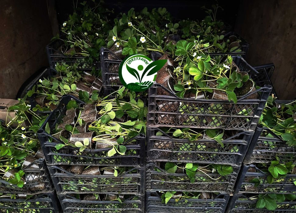 Саджанці - розсада полуниці Вікторія  НСД рем КСД рання середня пізня