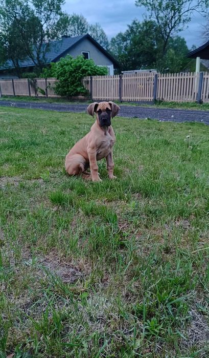 Piękna żółta suczka rasy dog niemiecki